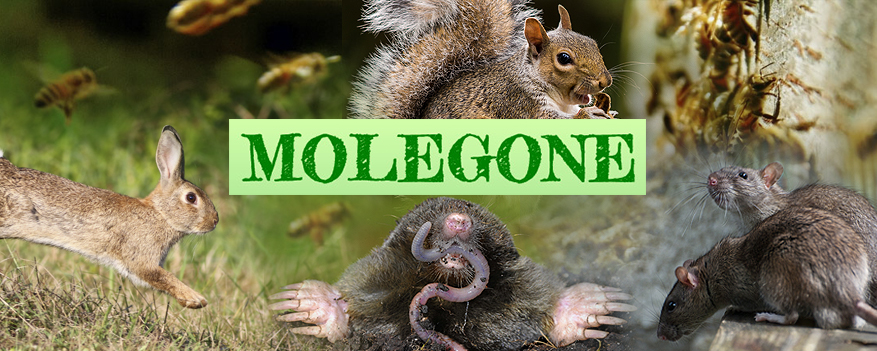 molegone-cover-image