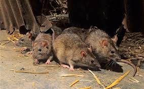 Pest Control - Rodents