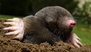 Pest COntrol - Moles