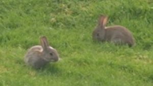 Pest Control - Rabbits