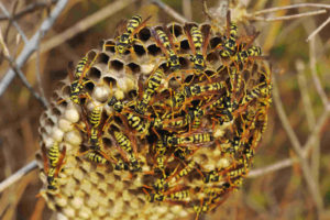 Pest Control - Wasps